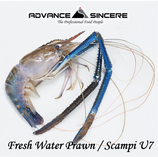 Scampi U7 aka Fresh Water Prawn U7