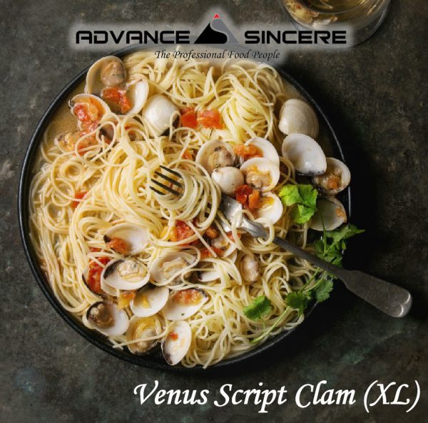 Venus Script Clam (XL)